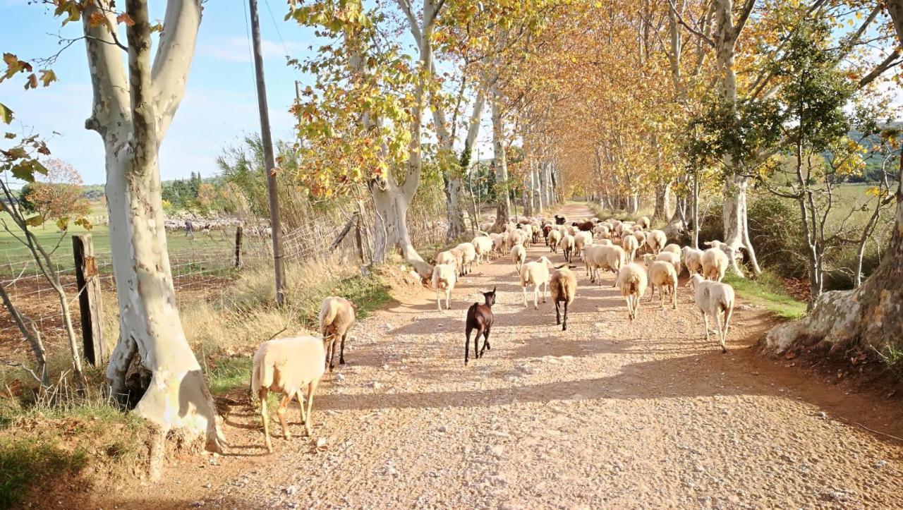 Mas Del Llop Blanc - Dog Friendly Hostal Rural - B&B Sobrestany Bagian luar foto